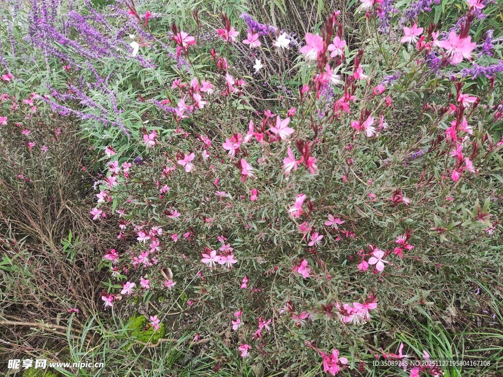 粉色繁花绽放的美丽植株