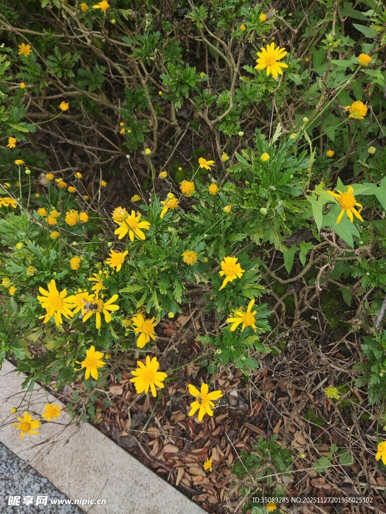 路边绽放的黄色小花