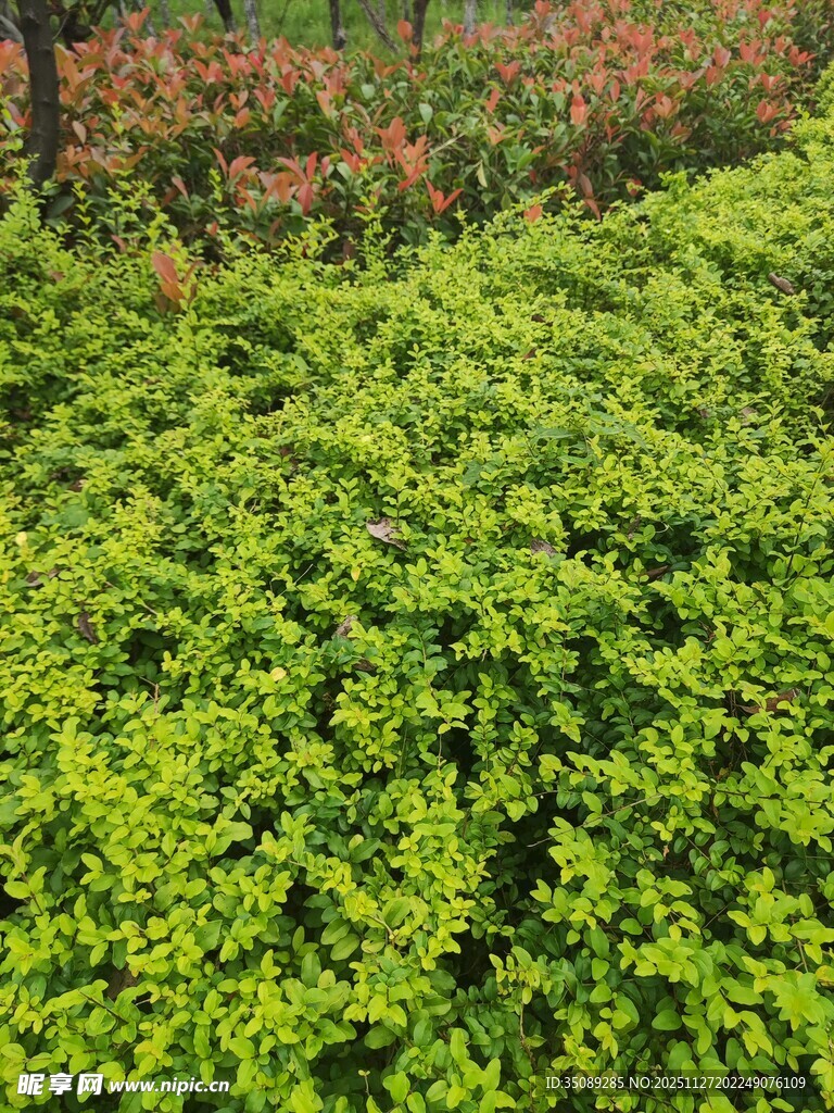 翠绿繁茂的植物景观