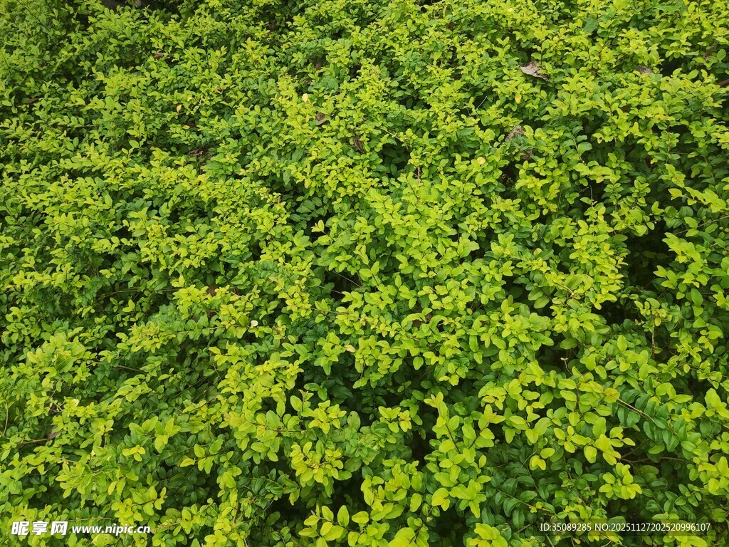 翠绿繁茂的植物景观