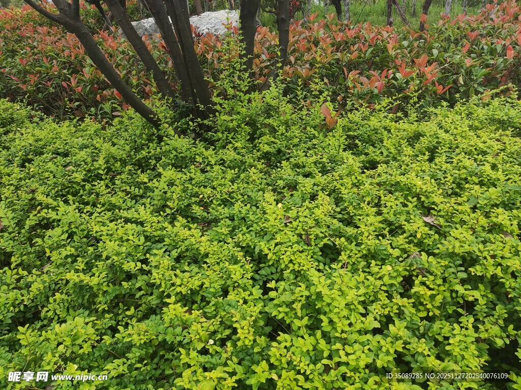 翠绿繁茂的低矮灌木丛