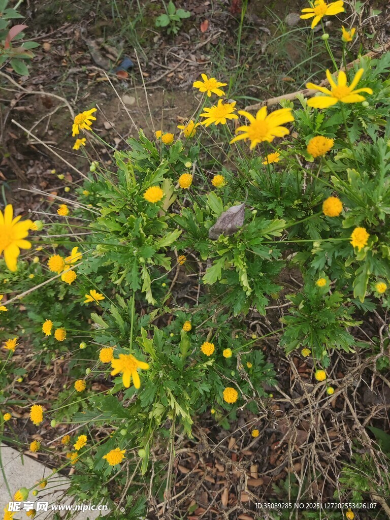 春日绽放的黄色小花