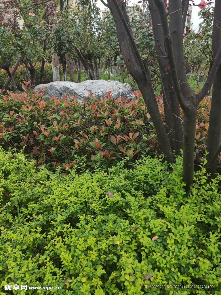 绿意盎然的园林景观