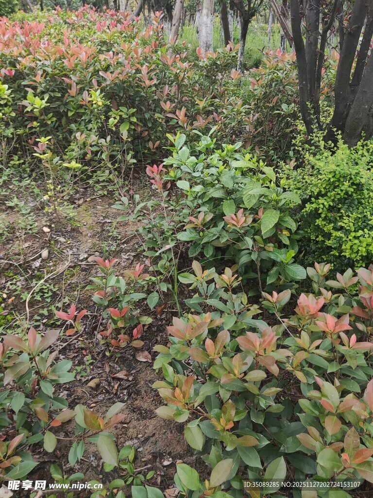 多彩灌木丛中的自然景致