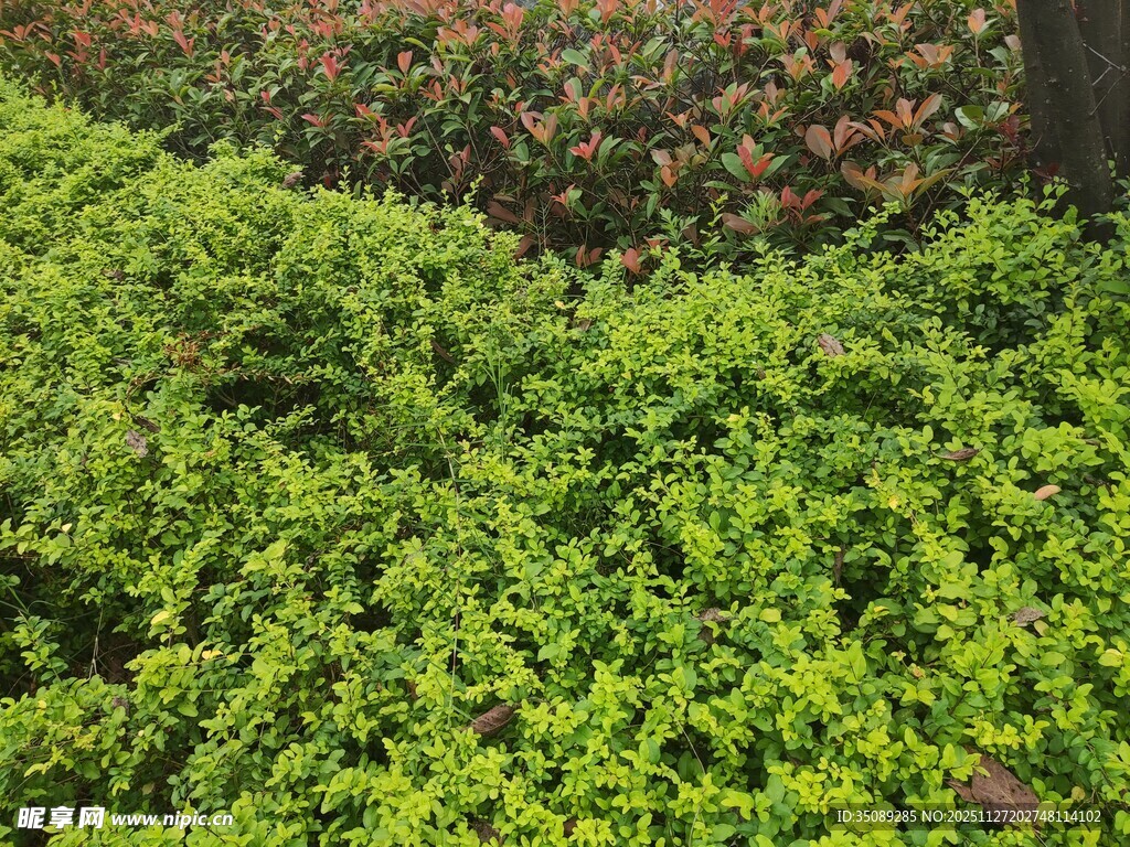 翠绿繁茂的多彩植物景观