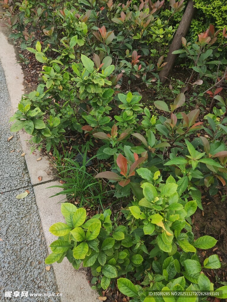 路边繁茂绿植景观