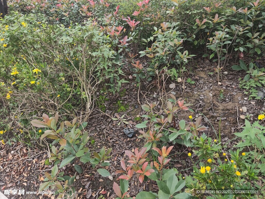 多样绿植的繁茂景观