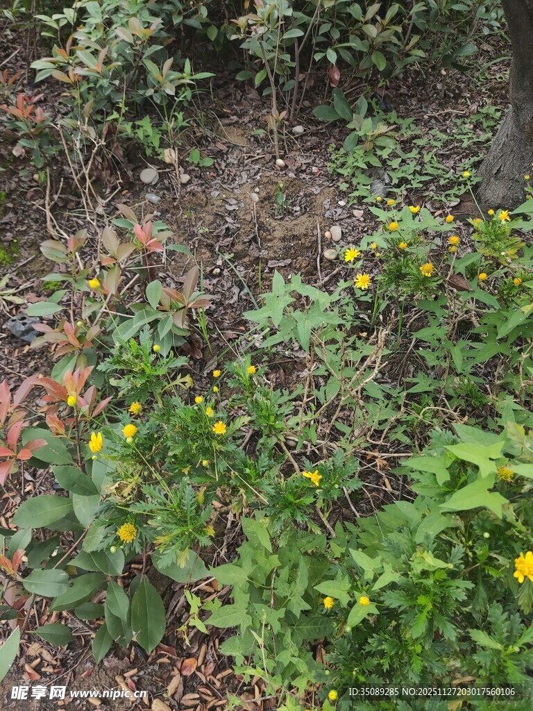 野外绽放的黄色小花