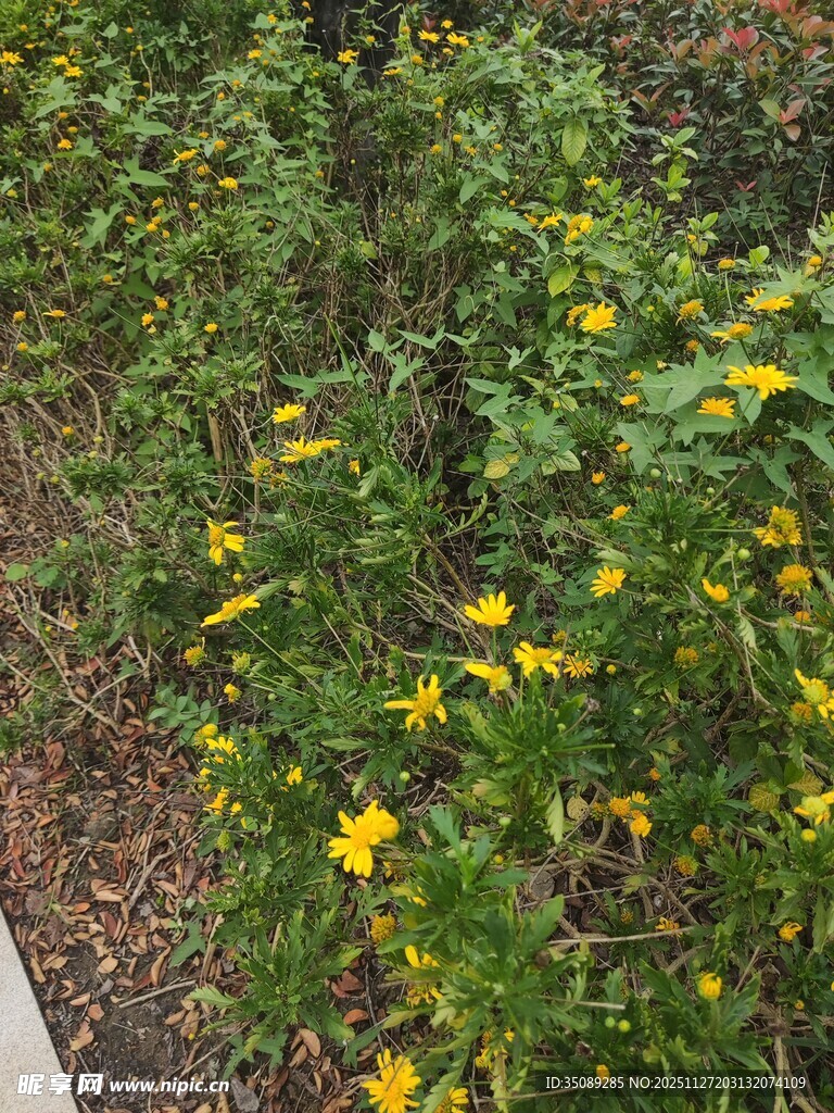 黄色小花绽放于绿植间