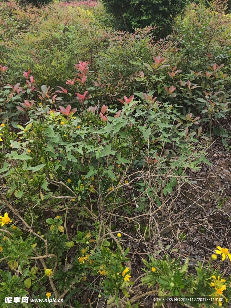 野外繁茂的多彩植物景观