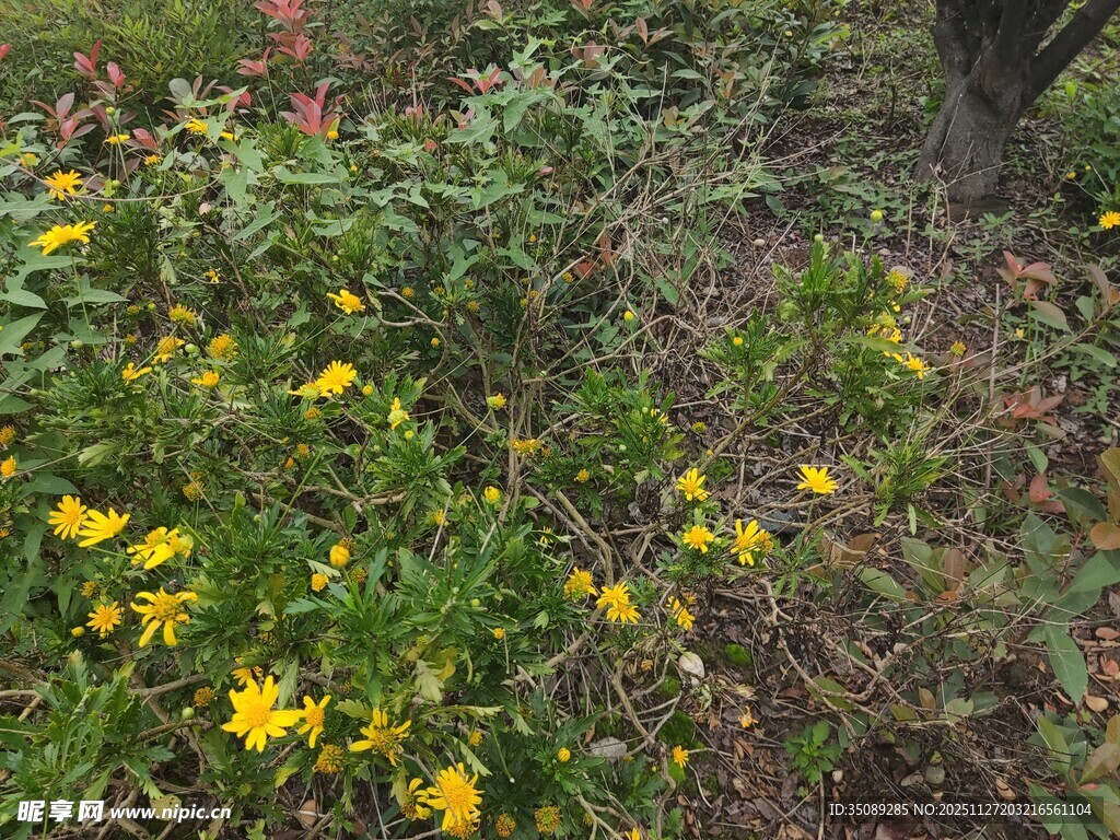 野外绽放的黄色小花