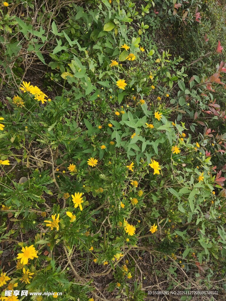 野外绽放的黄色小花