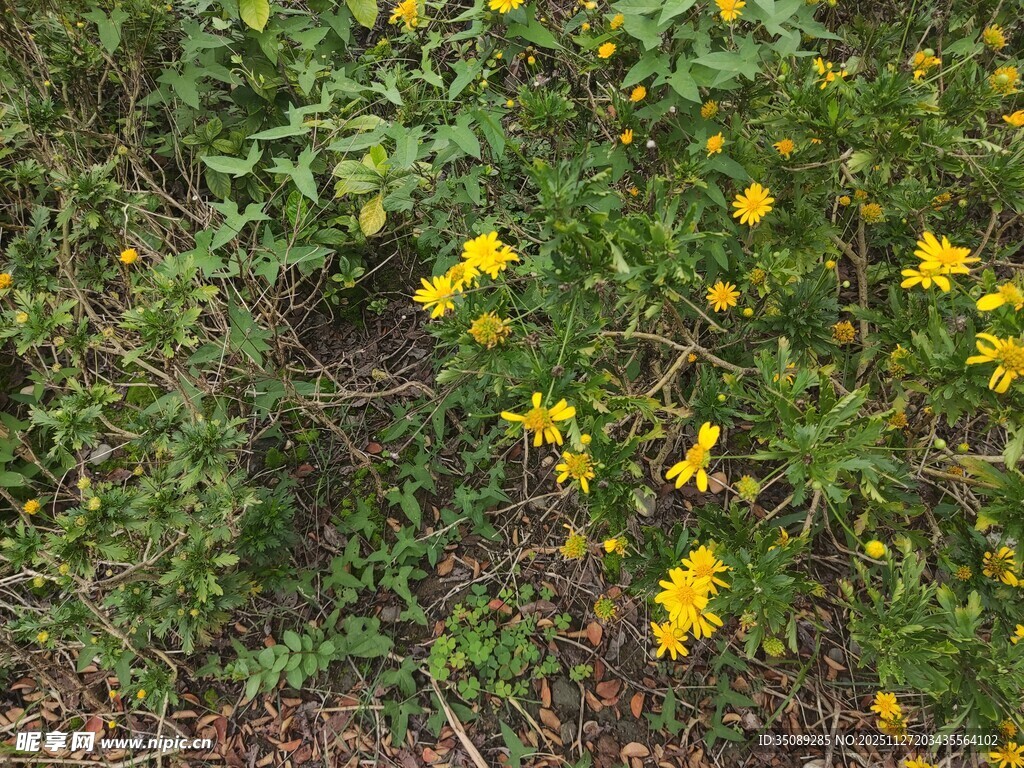 野外绽放的黄色小花