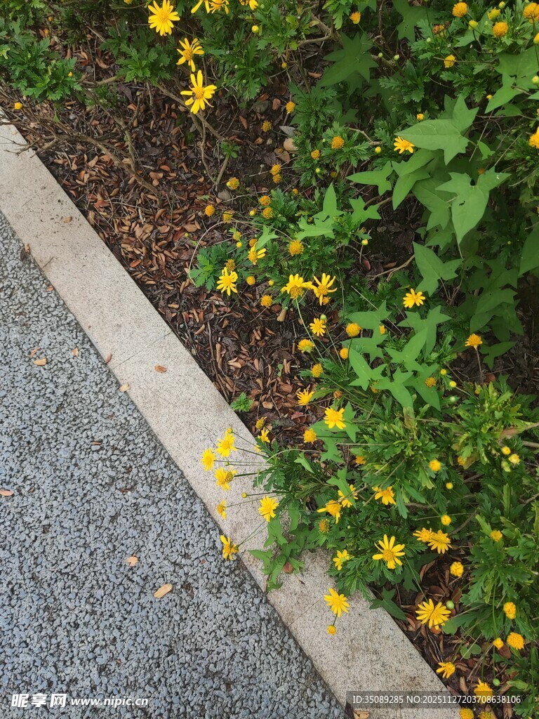 路边绽放的黄色小花