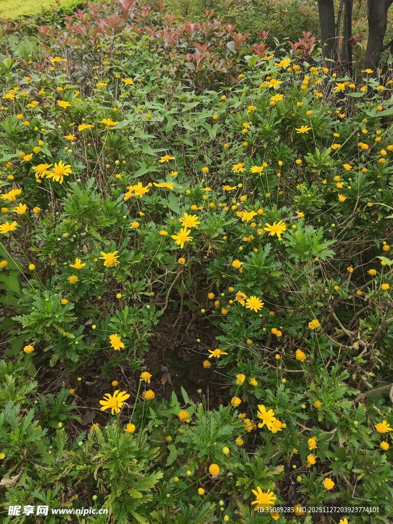 花丛中的黄色小花