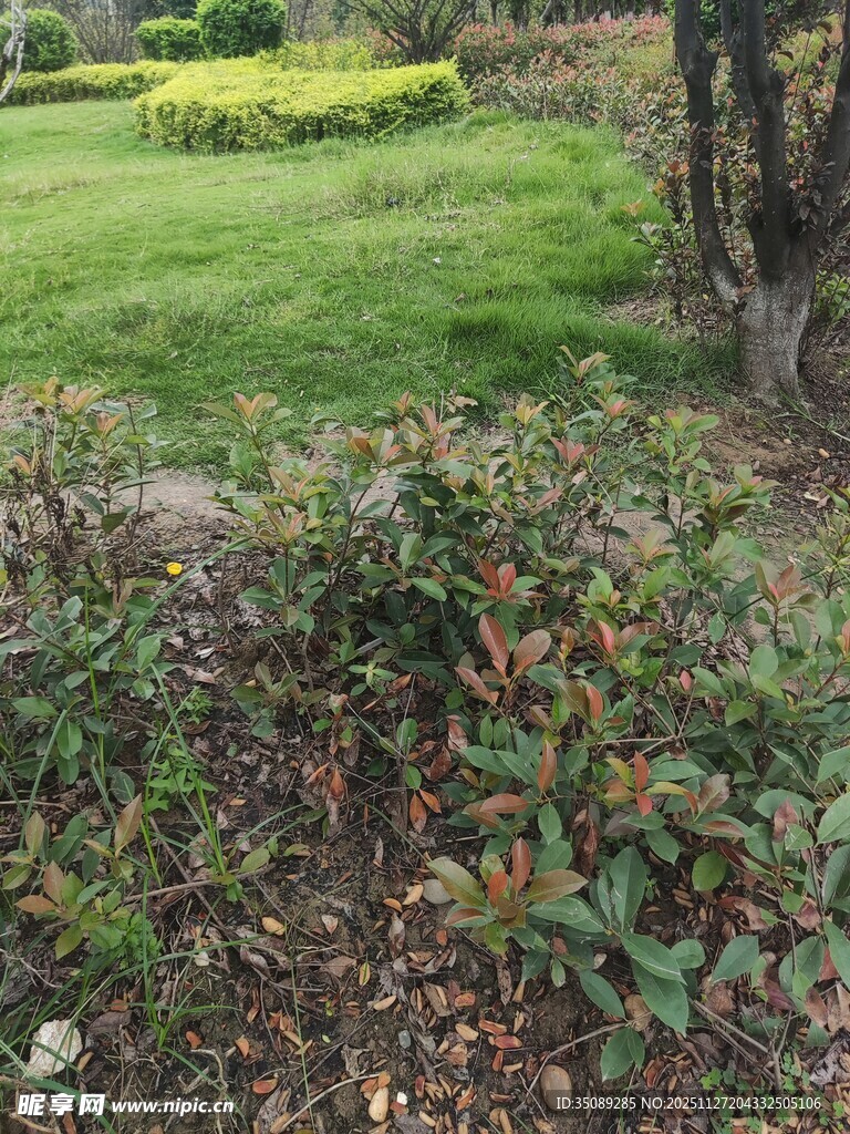 绿意盎然的园林植物景观