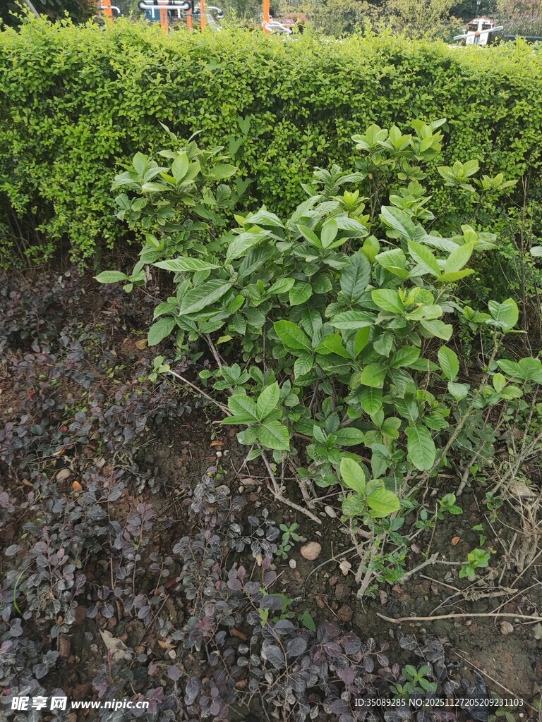 翠绿灌木丛下的褐色土地
