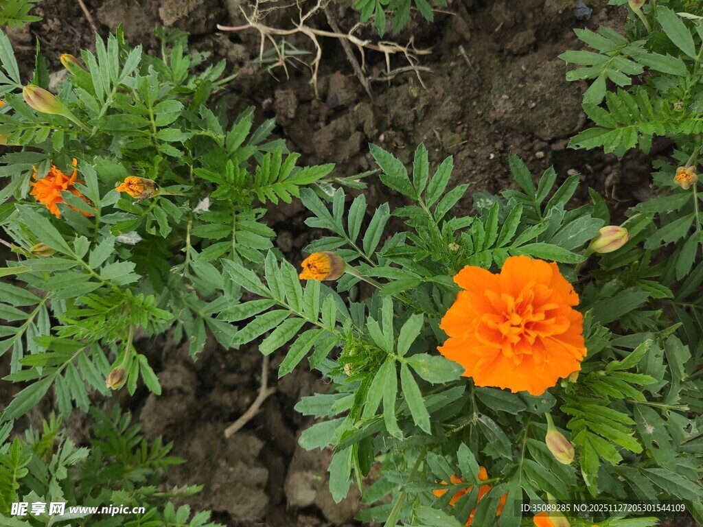 橙色万寿菊绽放绿叶间