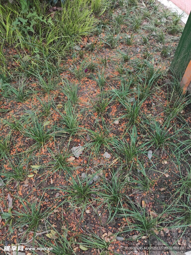 地面上的绿色小草