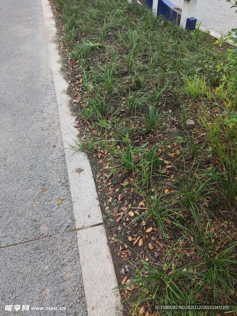 路边绿化带景观