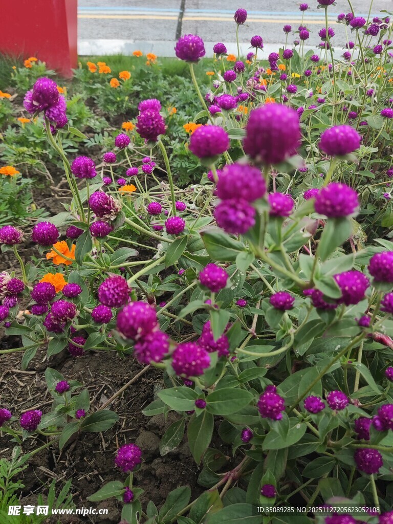 艳丽花丛绽放迷人色彩