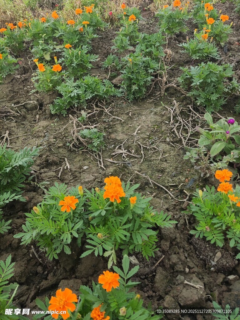 田野中的橙色花朵绽放