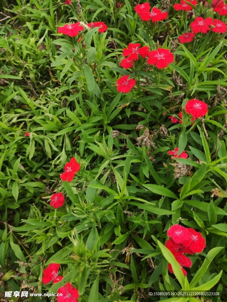 鲜艳红芍药绽放绿意间