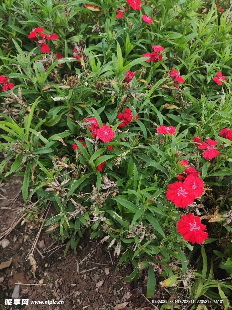 鲜艳红花朵朵绽放于绿叶间