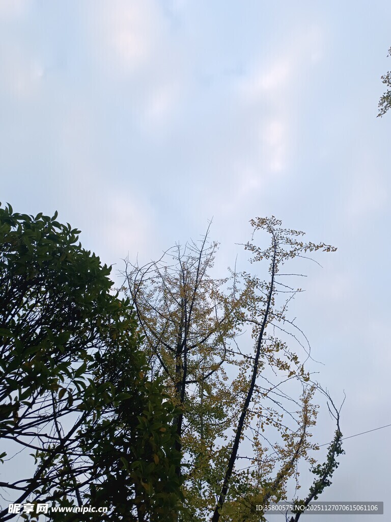 树梢之上的天空景致