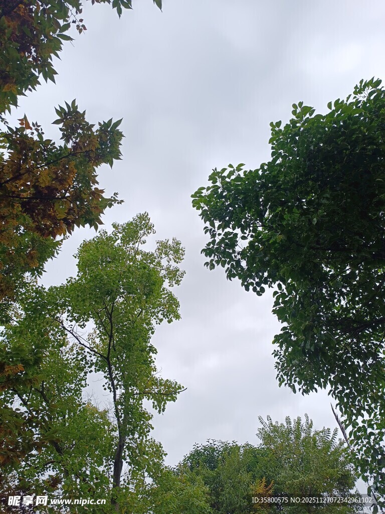 秋日树林树梢景致