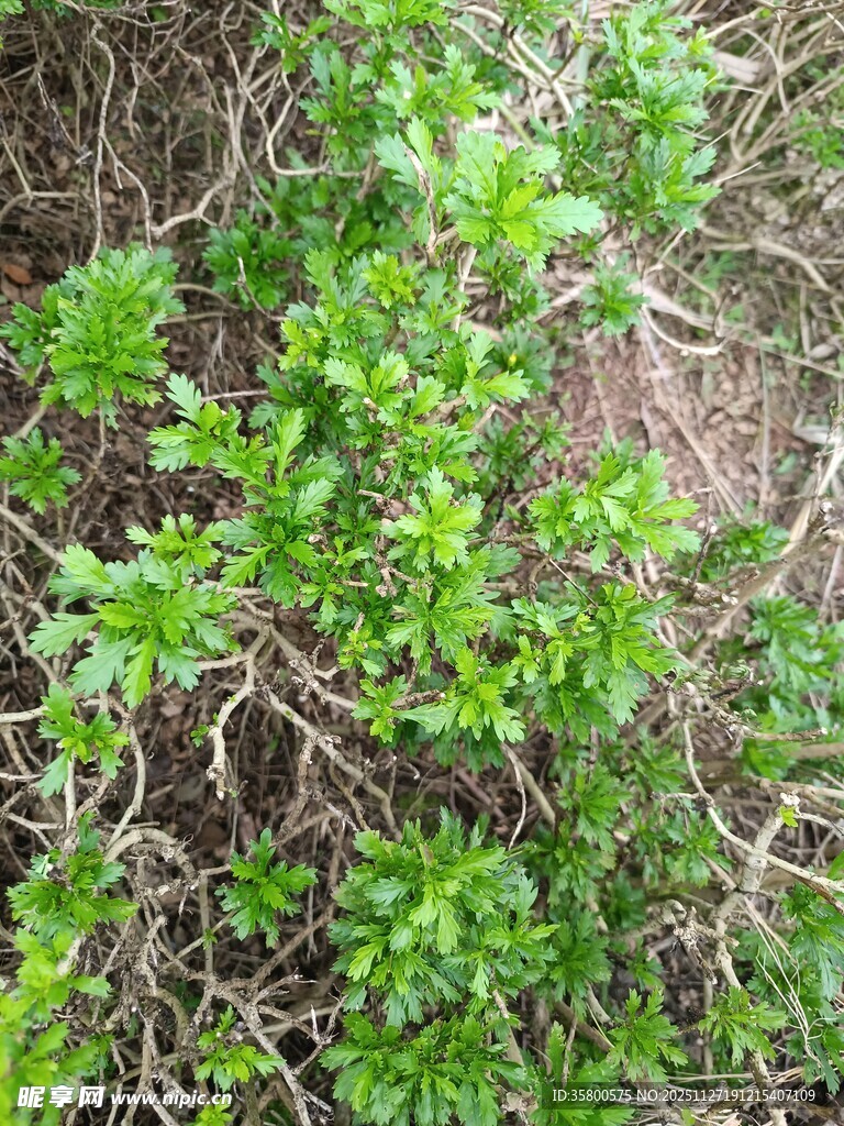 绿叶繁茂的地面植物