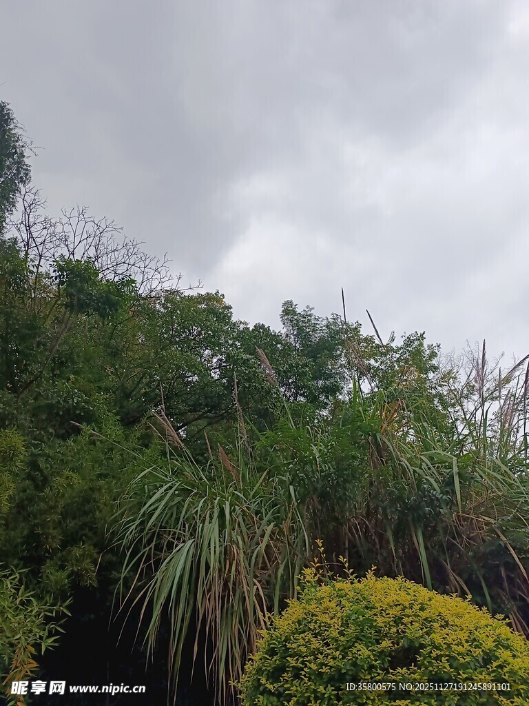 阴天中的绿植景观