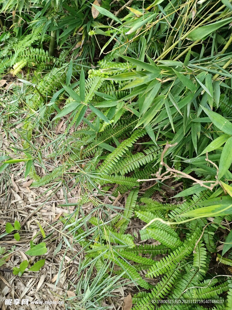 翠绿繁茂的地面植物景观