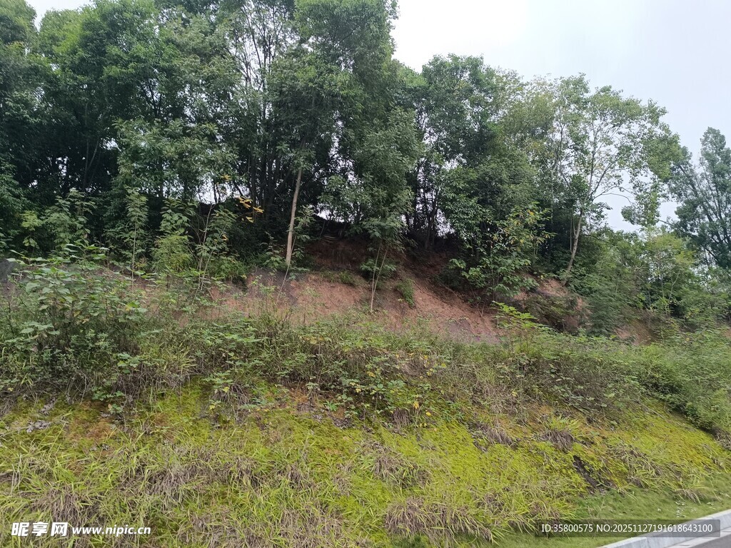 山坡绿植与林间小屋