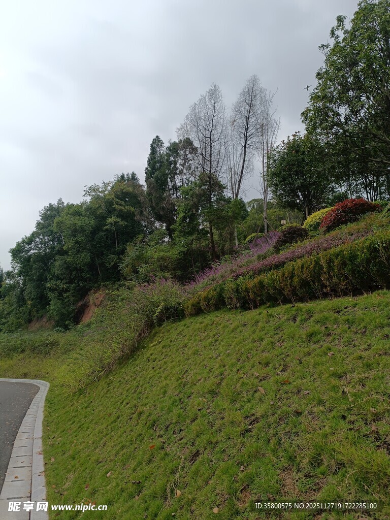 蜿蜒小径旁的葱郁坡地