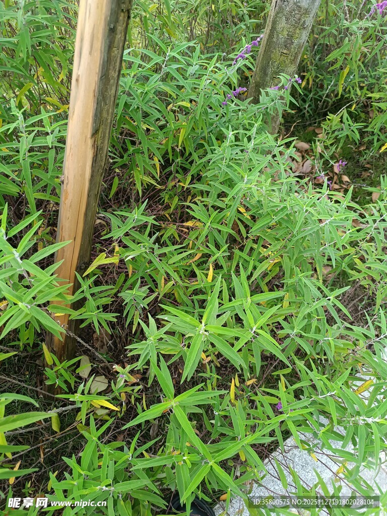 嫩绿植物丛中的木杆