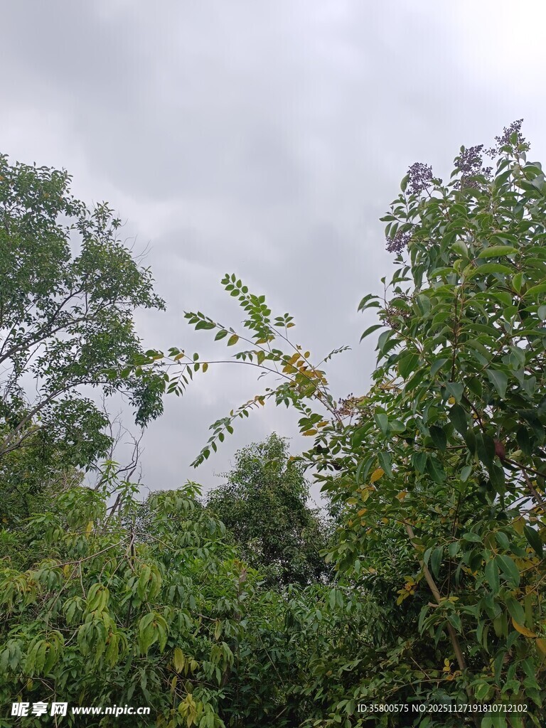 阴天中的繁茂树林