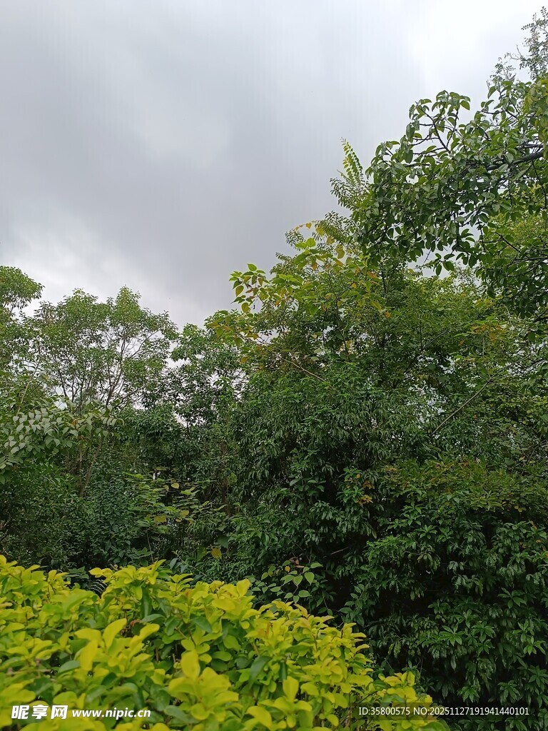 绿意盎然的繁茂树林