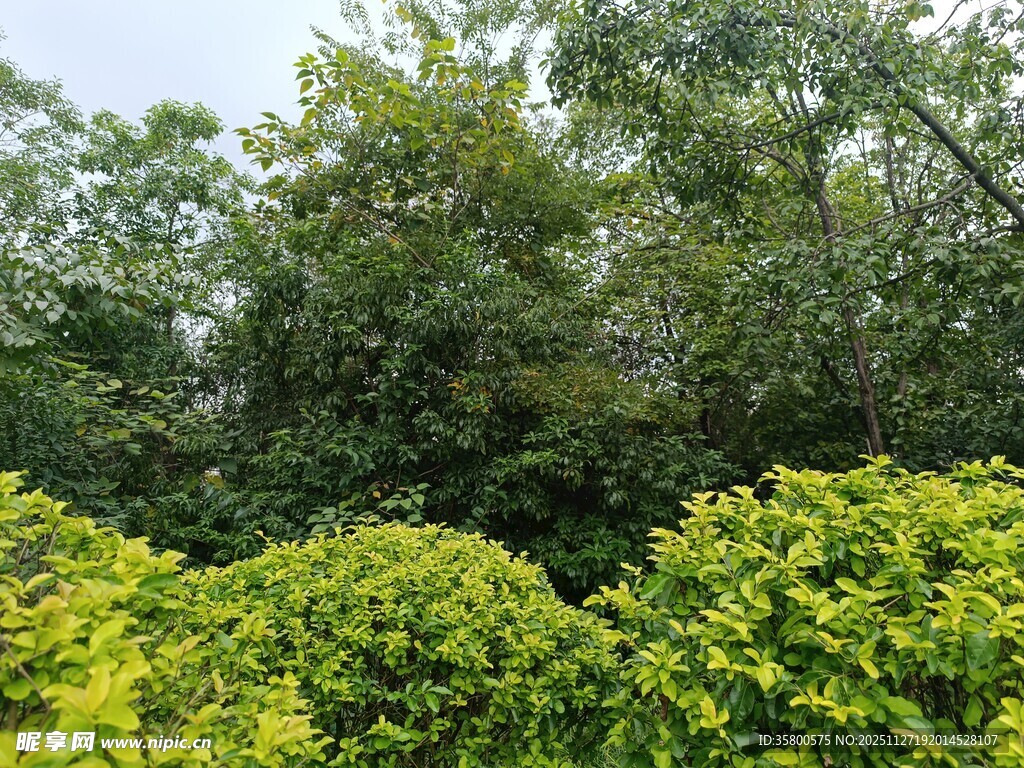 绿意盎然的繁茂树林景观