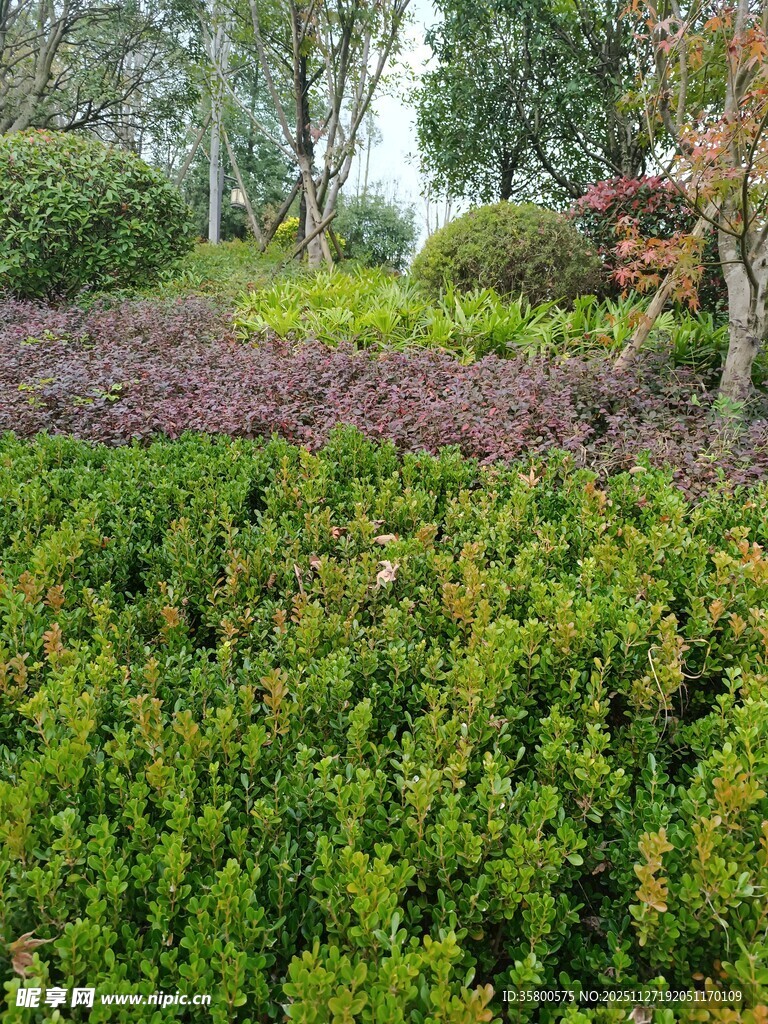 绿意盎然的园林植物景观