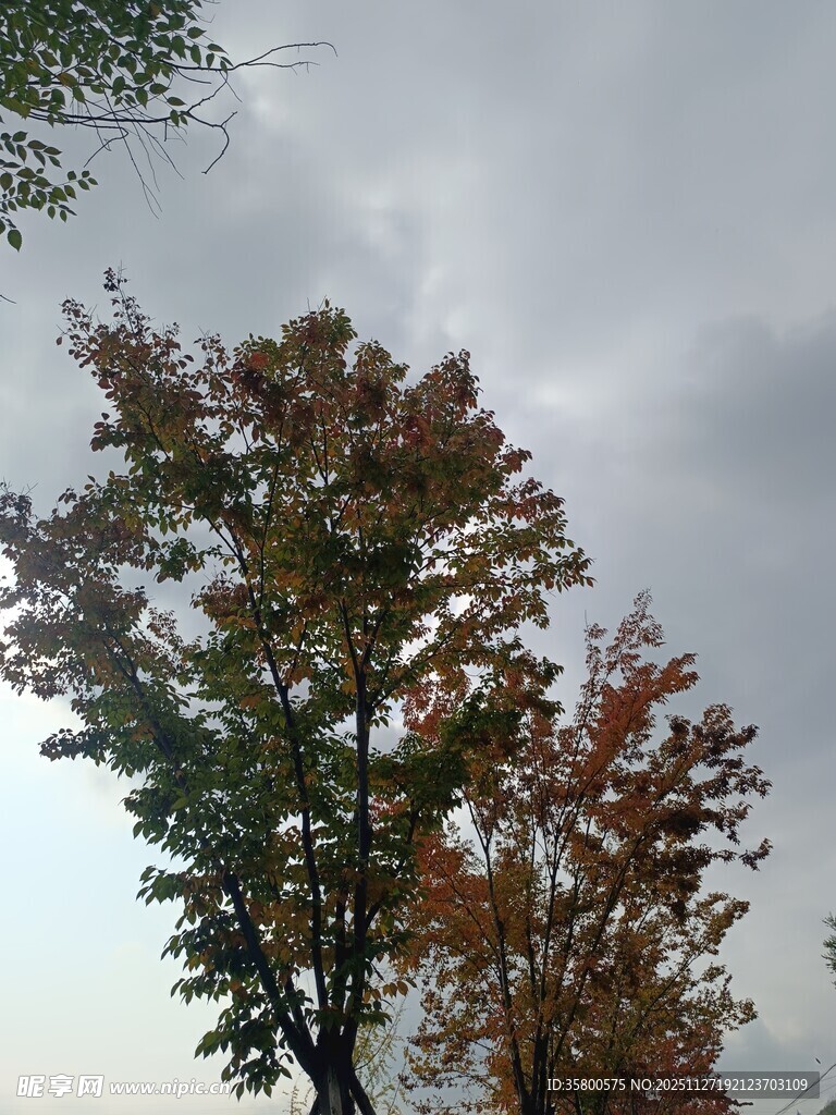 秋日多彩树木景观