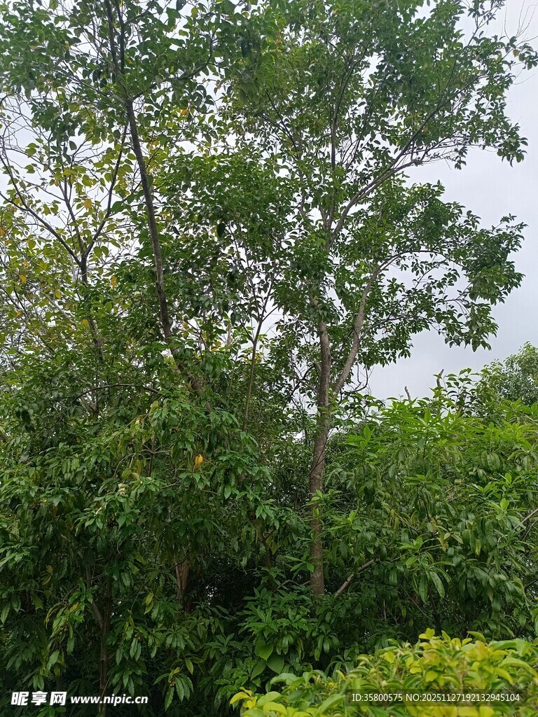 繁茂绿树