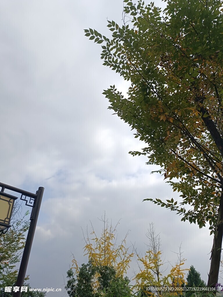 秋日街头树木与天空景象