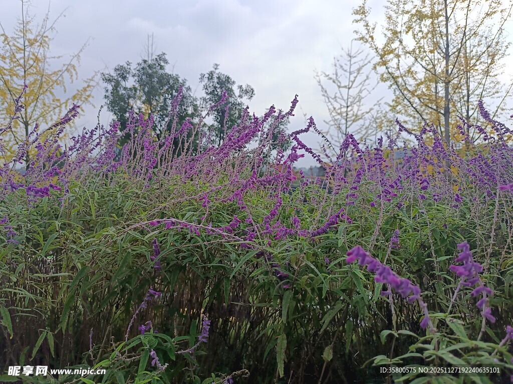 紫色花丛中的秋日景致