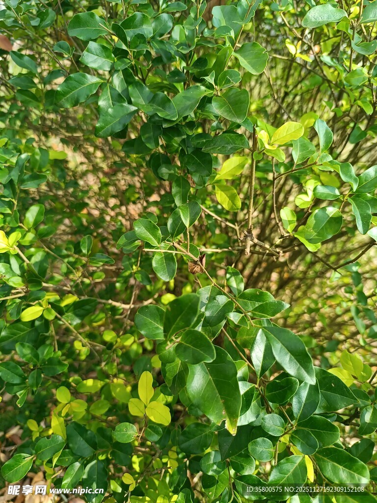 繁茂绿植景观