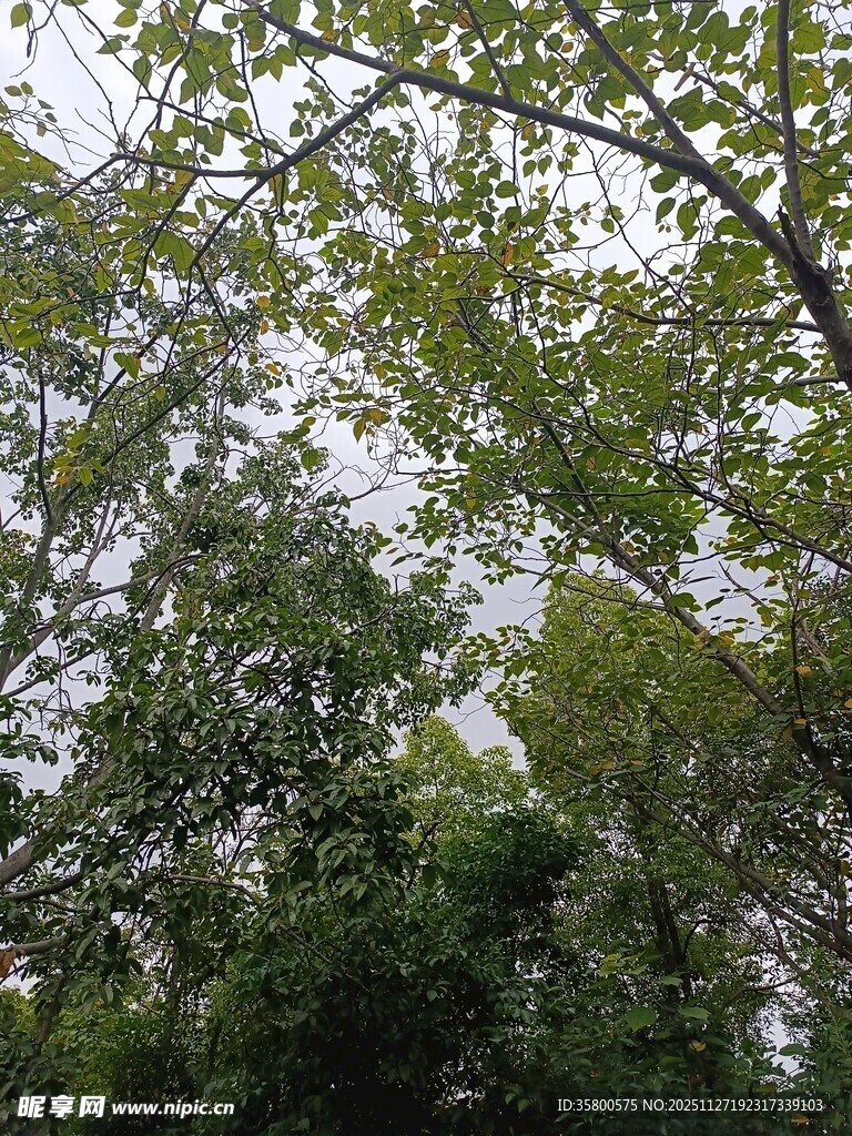 仰视繁茂绿树树冠
