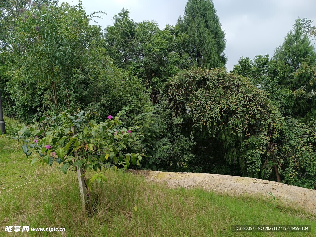 绿意盎然的自然树木景观