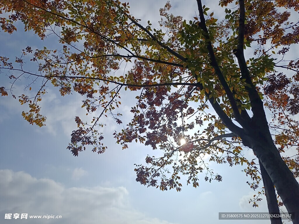 秋日树梢映蓝天