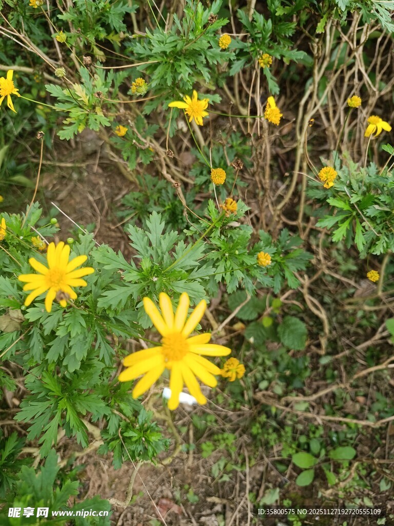 黄色小花绽放于绿叶间