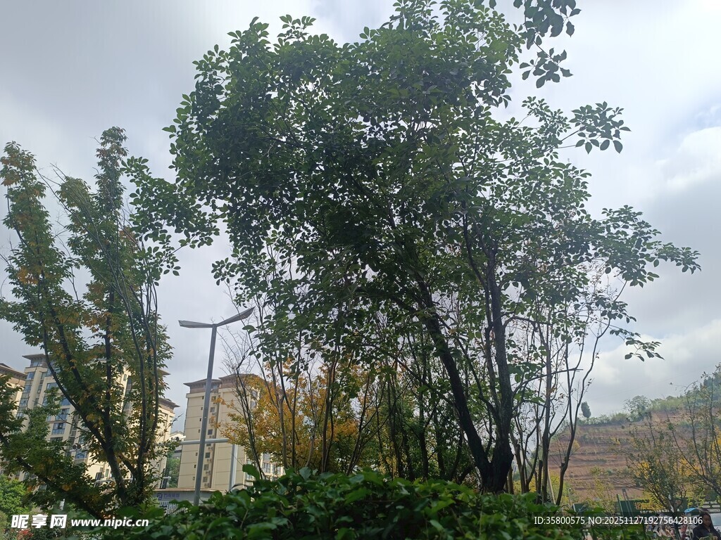 城市中的葱郁树木景观